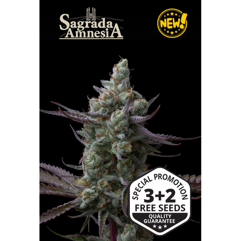 Sagrada Amnesia - Fem - Seed Stockers Sagrada Amnesia - Fem - Seed Stockers