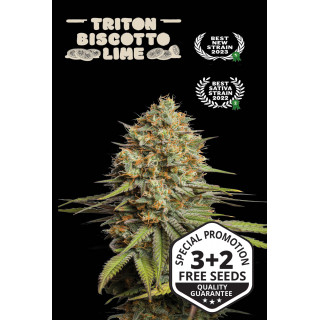 Triton Biscotto Lime - Auto - Seed Stockers