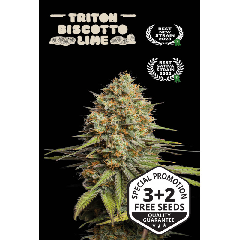 Triton Biscotto Lime - Auto - Seed Stockers Triton Biscotto Lime - Auto - Seed Stockers