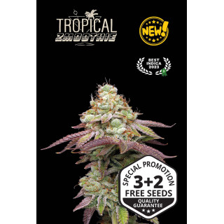 Tropical Zmoothie - Fem - Seed Stockers