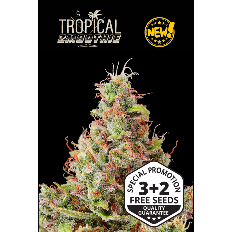 Tropical Zmoothie - Auto - Seed Stockers Tropical Zmoothie - Auto - Seed Stockers