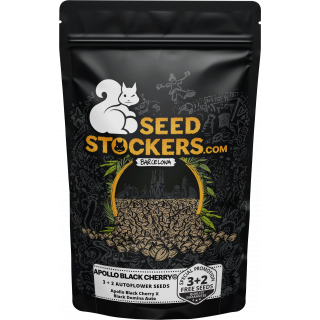 Apollo Black Cherry - Auto - Seed Stockers