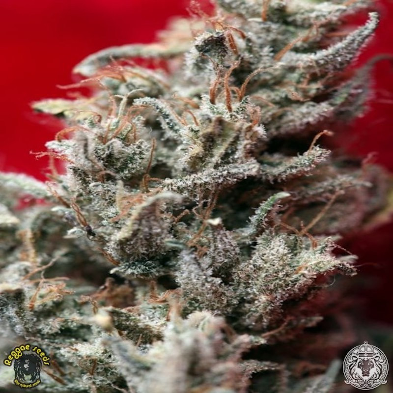 O'haze red reggae seeds régulières O'haze red reggae seeds régulières