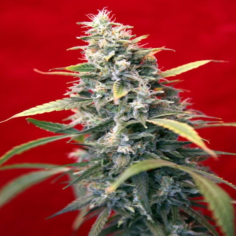 Sra amparo reggae seeds régulières Sra amparo reggae seeds régulières