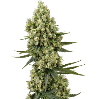 Silver Fire - Féminisée - Sensi Seeds