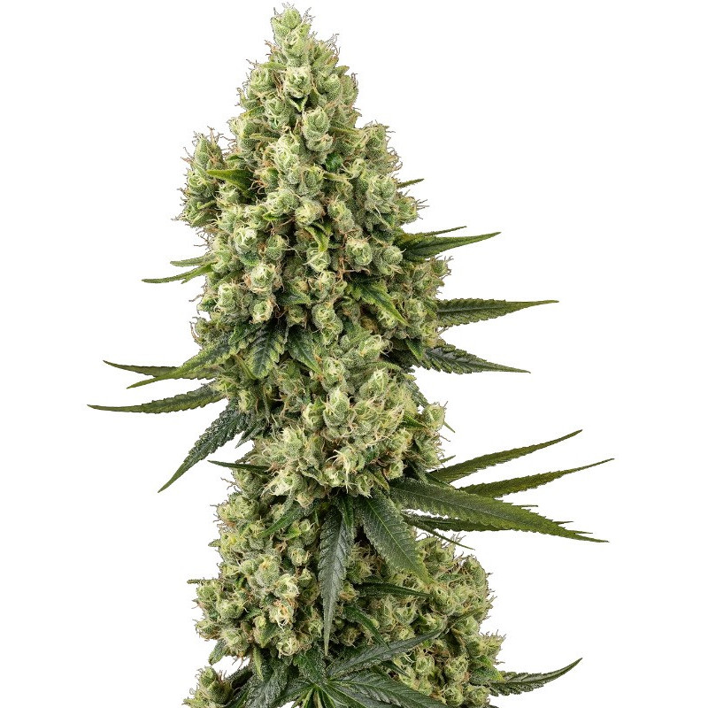 Silver Fire - Féminisée - Sensi Seeds