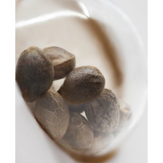 Pure Power Plant - Féminisé - Sensi Seeds White Label