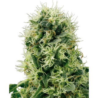 Pure Power Plant - Féminisé - Sensi Seeds White Label