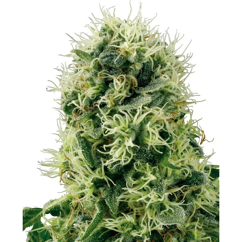 Pure Power Plant - Féminisé - Sensi Seeds White Label