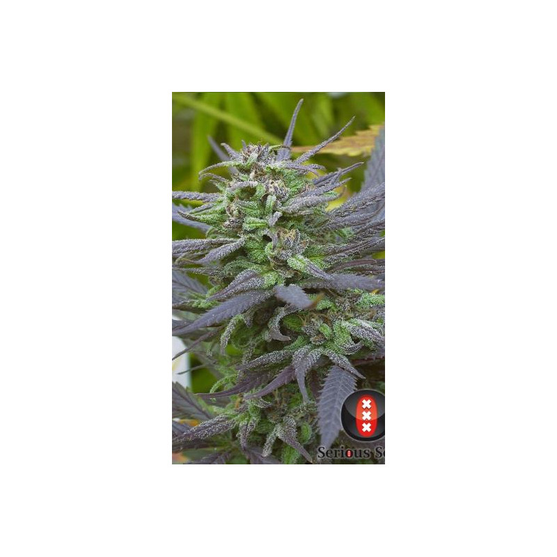 Biddy Early - FEM - Serious Seeds Biddy Early - FEM - Serious Seeds