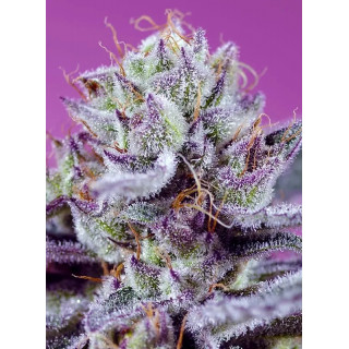 Diablo's Delight XL - Autofloraison - FEM - Sweet Seeds