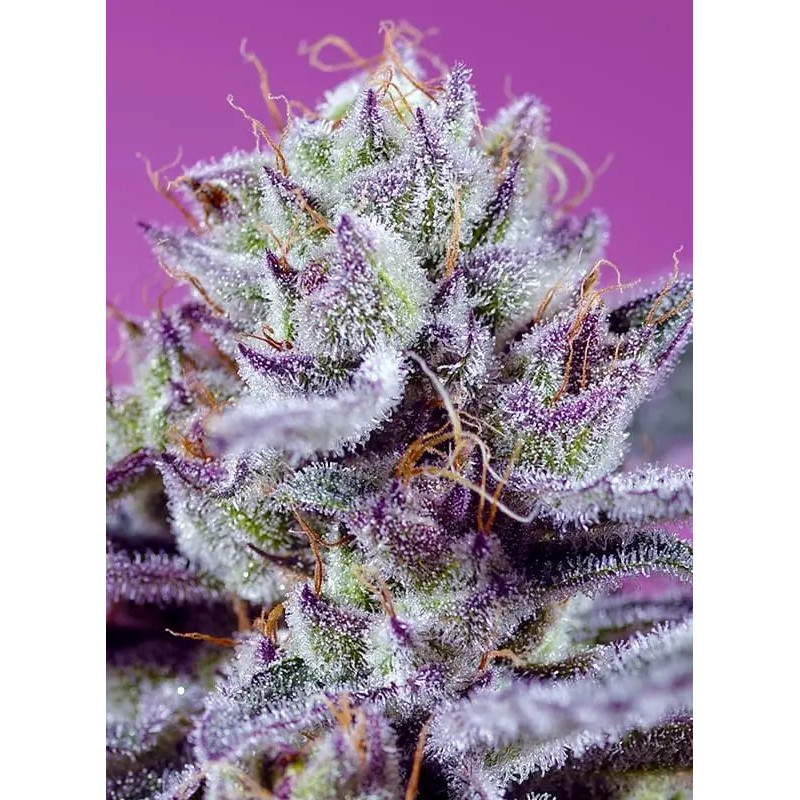 Diablo's Delight XL - Autofloraison - FEM - Sweet Seeds