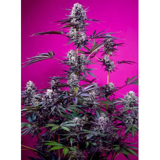 Studio 54 Stardust - Autofloraison - Sweet Seeds