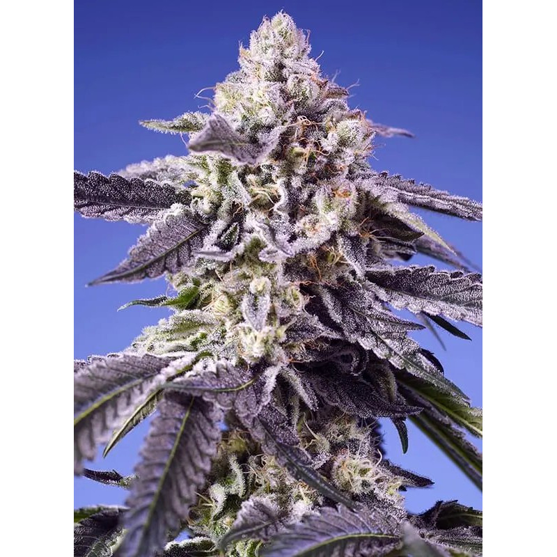 Permanent Jealousy XL - Autofloraison - Sweet Seeds