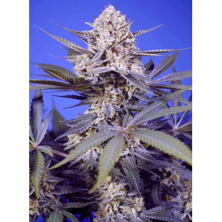 Pineapple Slush XL  - Autofloraison - Sweet Seeds