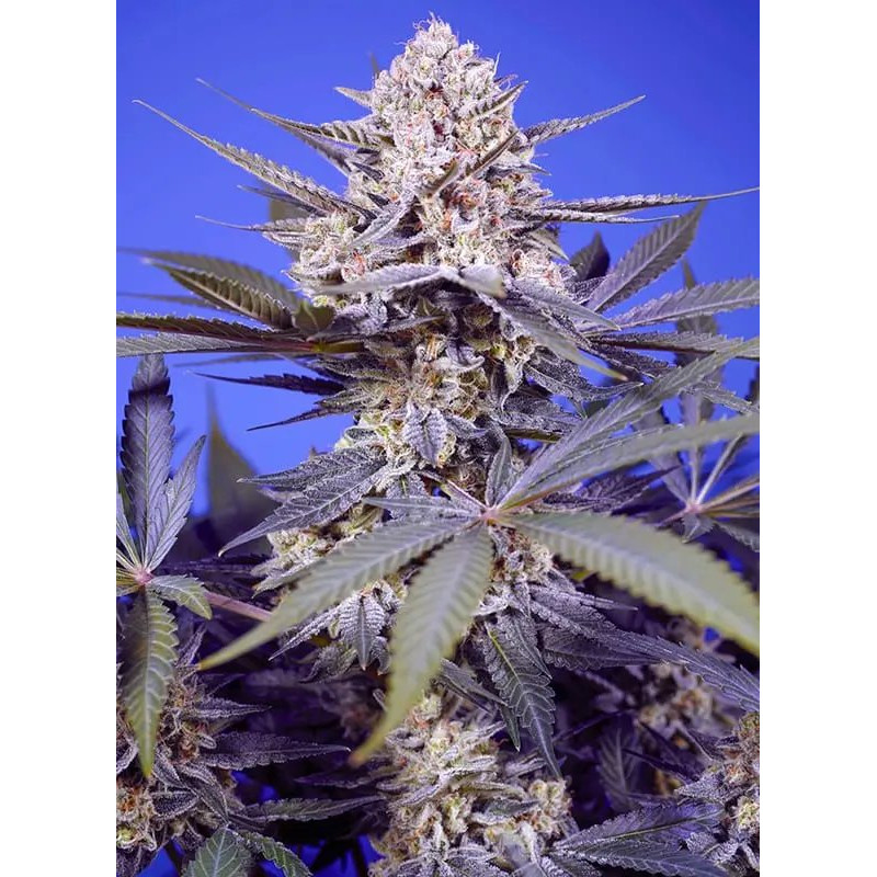Pineapple Slush XL  - Autofloraison - Sweet Seeds