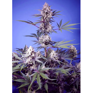 Mental Rainbow F1 Fast Version - Sweet Seeds