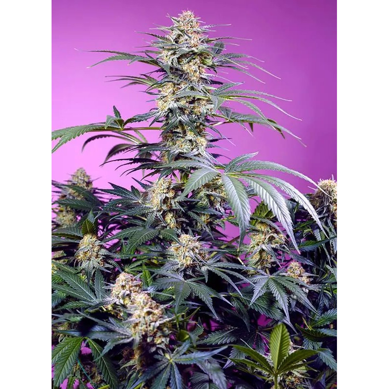 Monster Maker - FEM - Sweet Seeds Monster Maker - FEM - Sweet Seeds