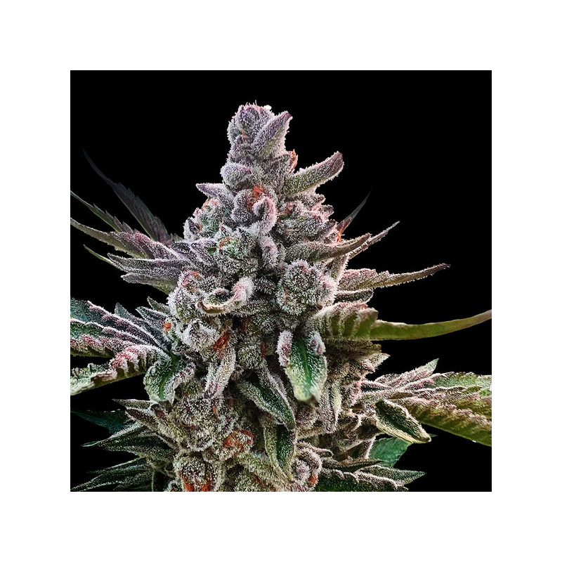 Acai Jelly "by Sherbinskis" - FEM - Silent Seeds