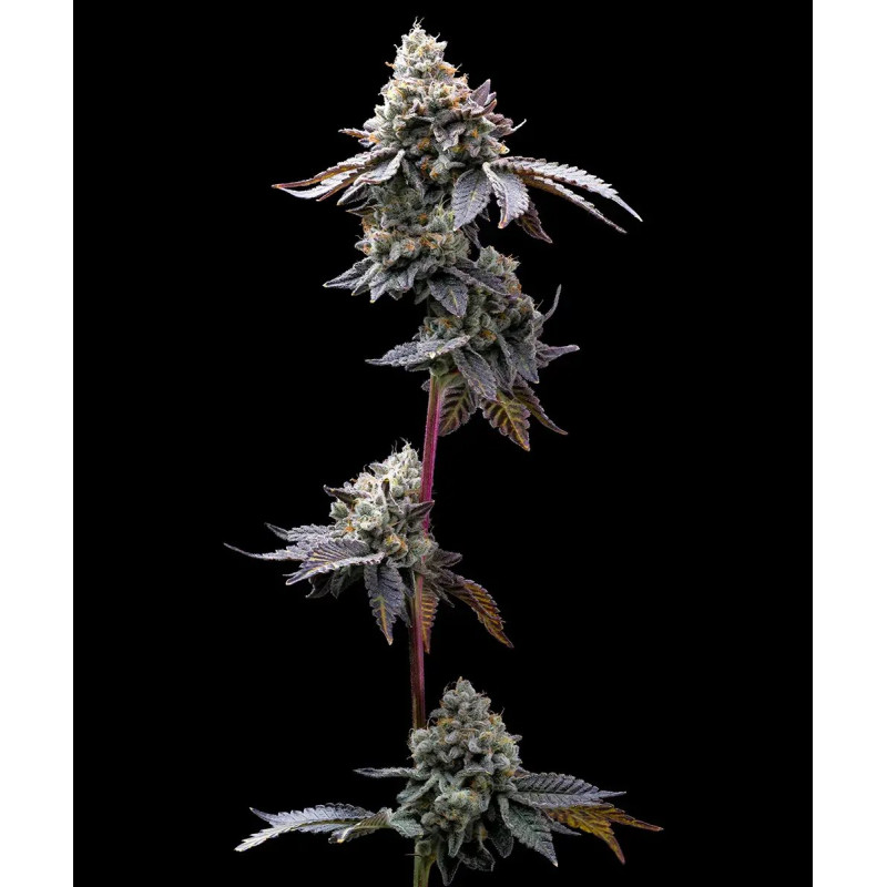 GMO Cookies - Barney's Farm GMO Cookies - Barney's Farm