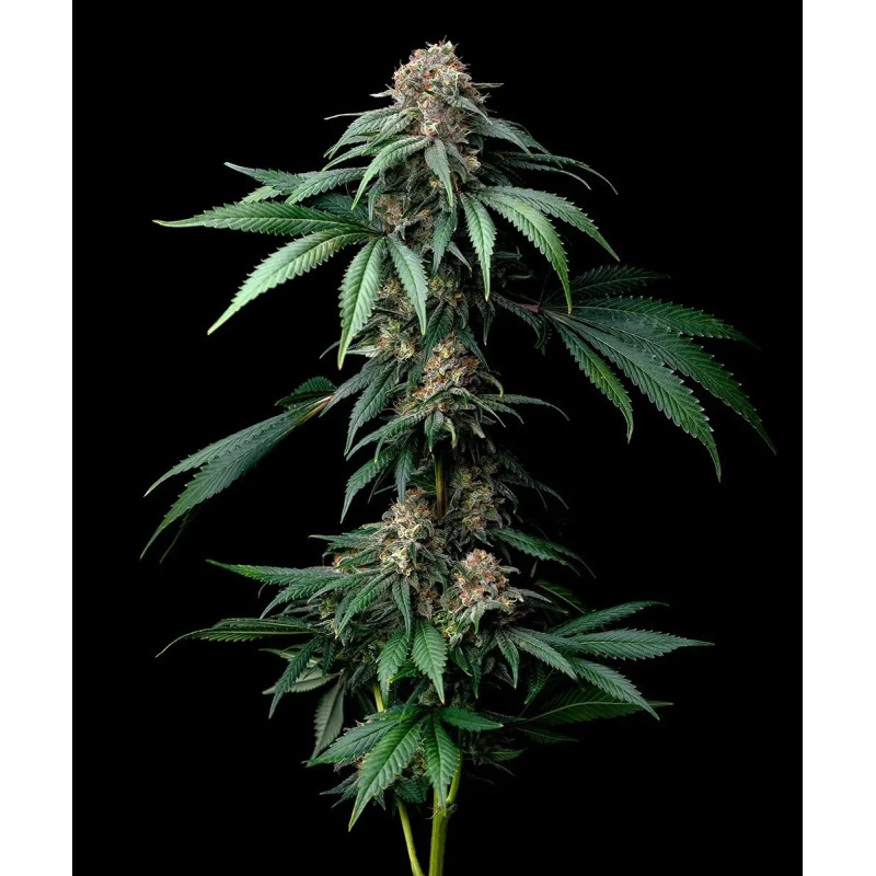 Mendo Breath - Barney's Farm