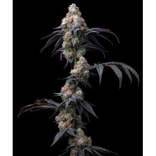 Rainbow Sherbet - Barney's Farm