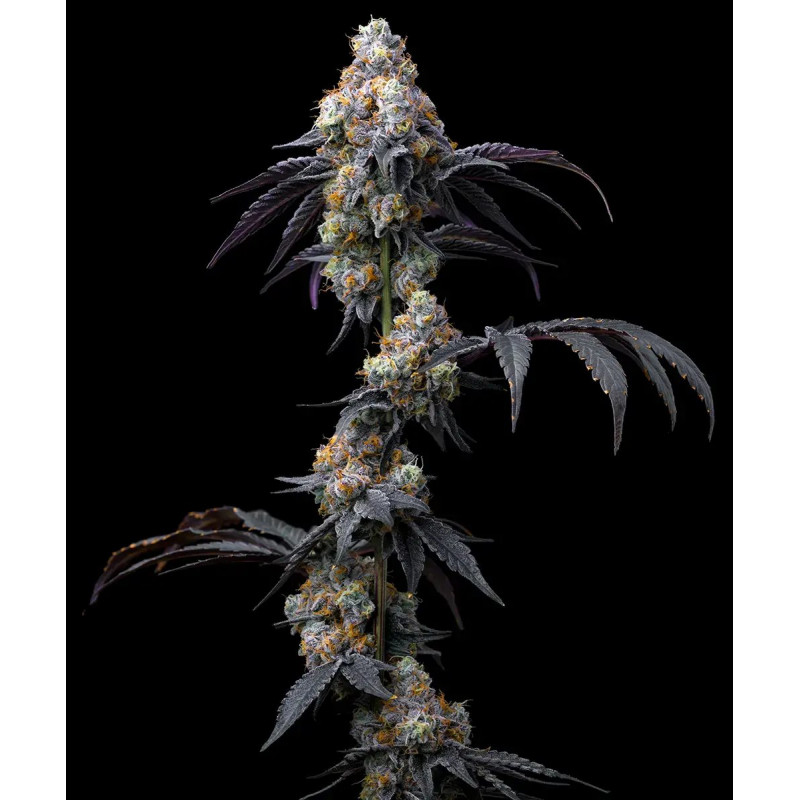 Rainbow Sherbet - Barney's Farm