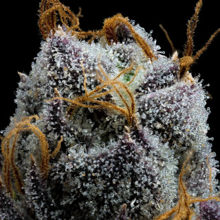 White Runtz - Barney's Farm