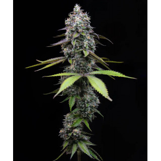 Zoap - Barney's Farm
