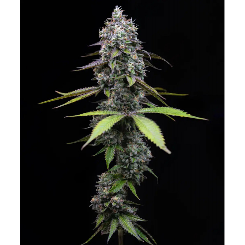 Zoap - Barney's Farm
