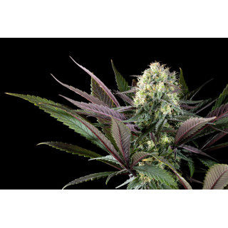 Apple Fritter - FEM - Kannabia