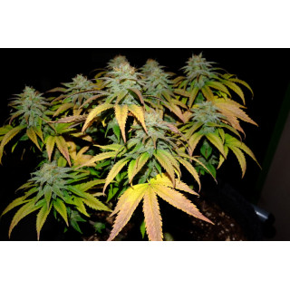 Candy Cream Go Fast - FEM - Kannabia