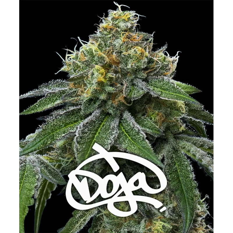 RS11 X Banana OG - Barney's Farm