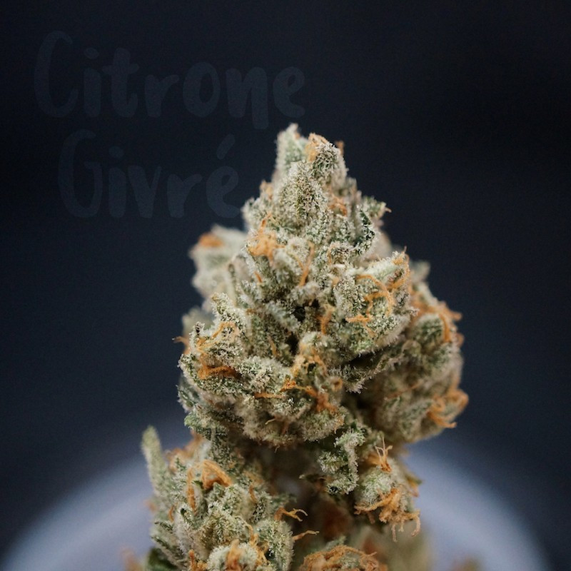 Citron givré birthday cake thseeds féminisées Citron givré birthday cake thseeds féminisées