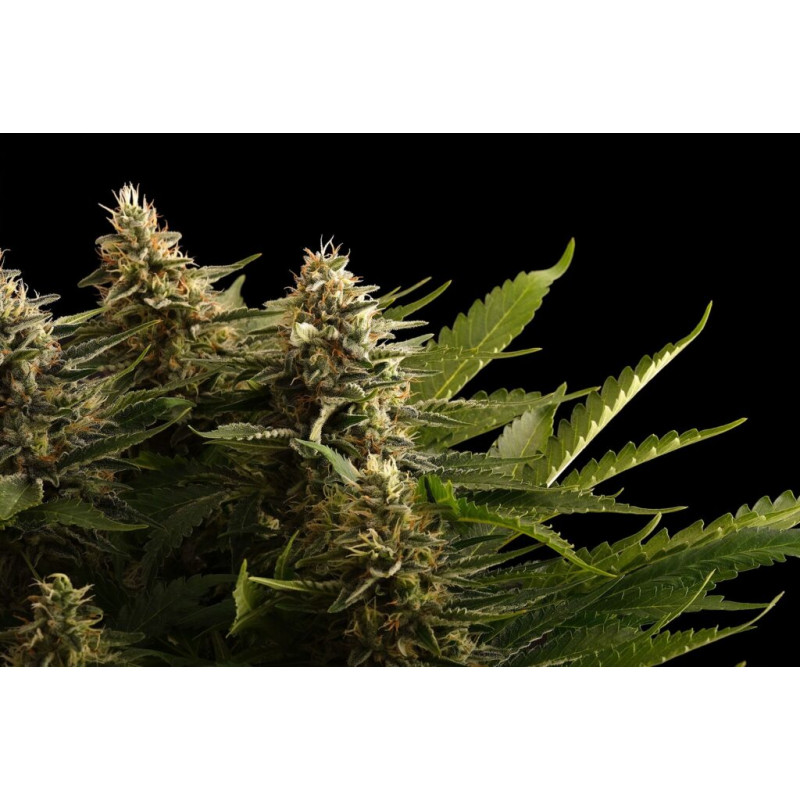 Colombian Jack - FEM - Kannabia Seed Company