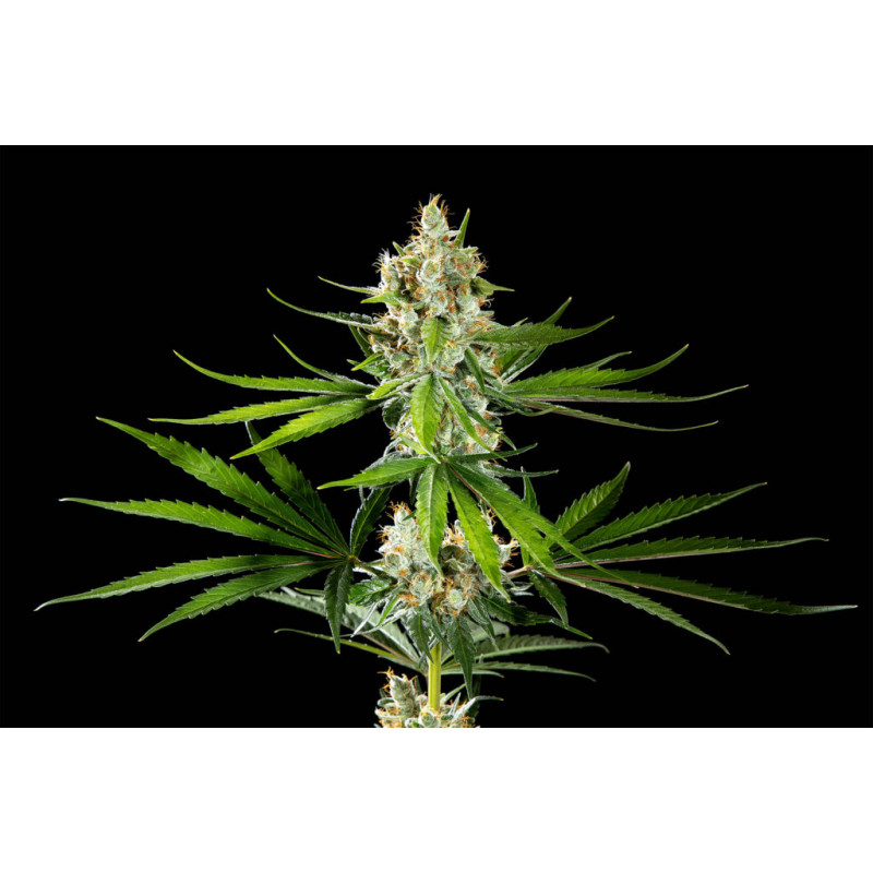 Oreoz USA - FEM - Kannabia Seed Company