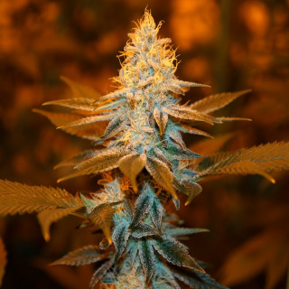 Strawberry Glue - Féminisée - TH Seeds