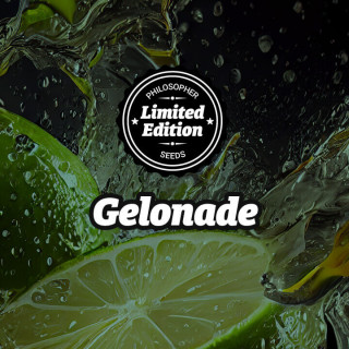 Gelonade - FEM - Philosophers Seeds