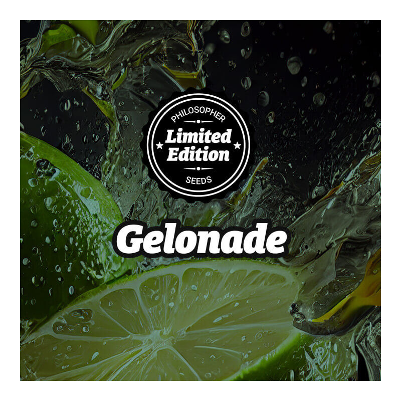 Gelonade - FEM - Philosophers Seeds
