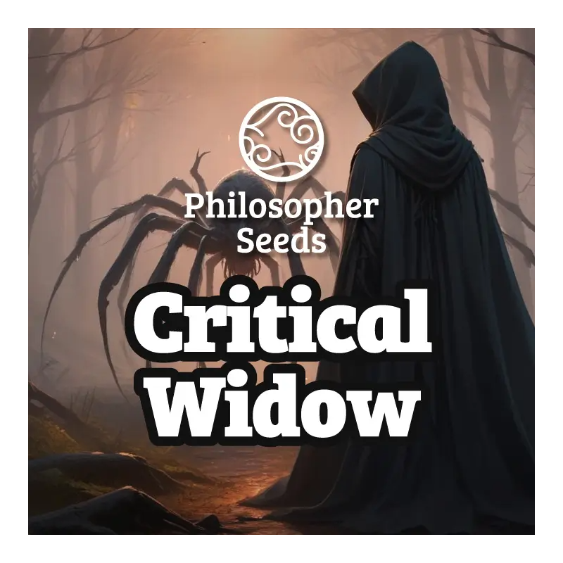 Critical Widow - FEM - Philosophers Seeds