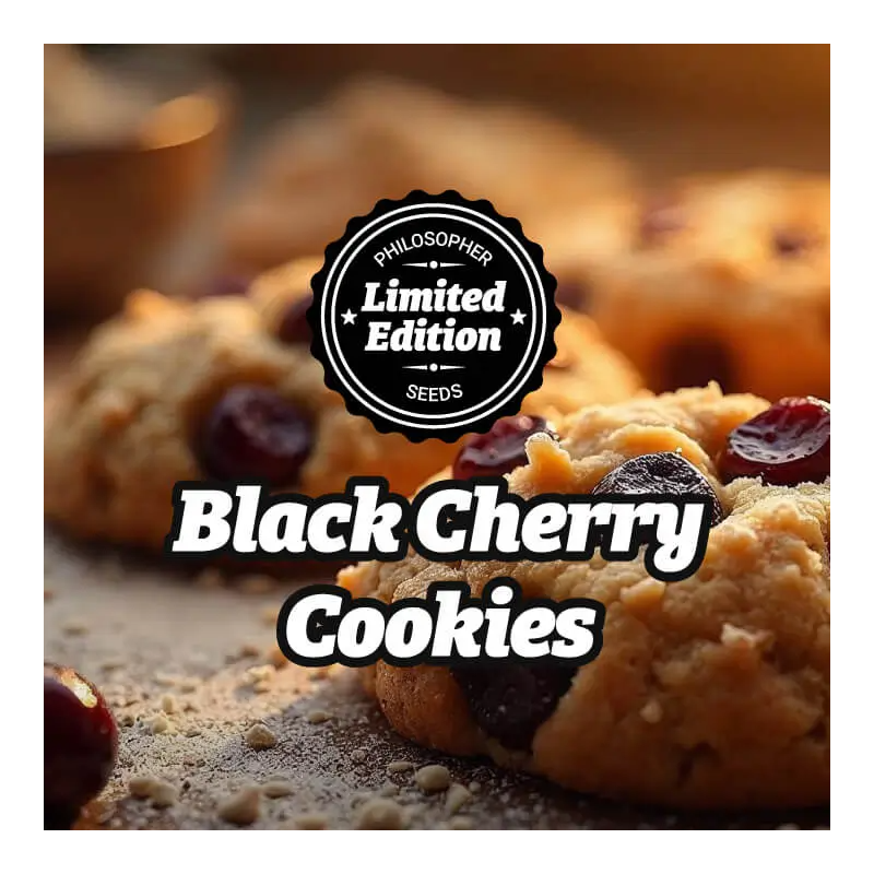Black Cherry Cookies - FEM - Philosophers Seeds
