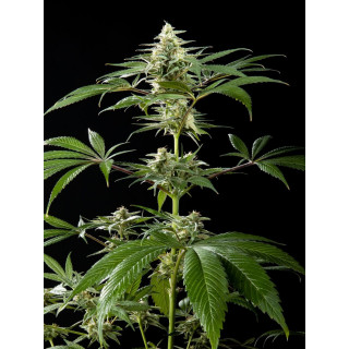 CBD Rich Candy - FEM - Philosophers Seeds