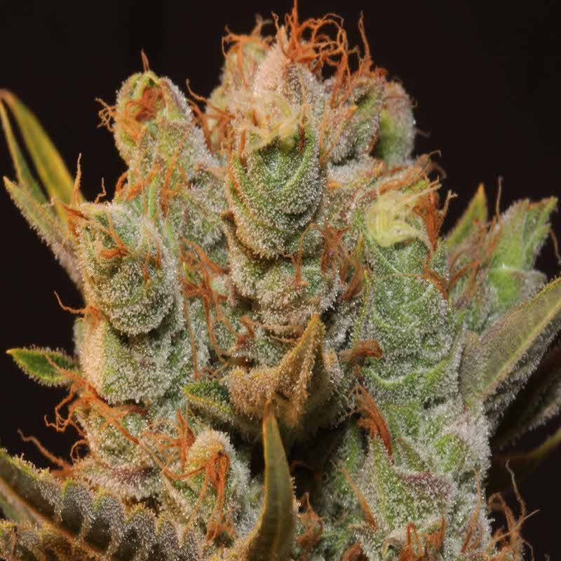 Mk-ultra x bubblegum thseeds féminisée Mk-ultra x bubblegum thseeds féminisée