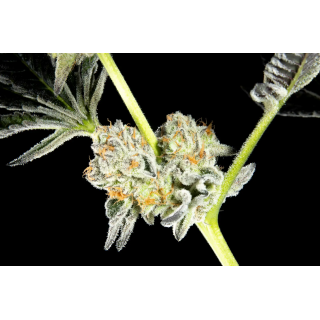 Key Lime Pie x Do-Si-Dos - FEM - Philosophers Seeds