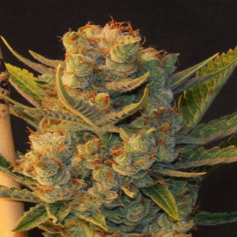 Mk-ultra x bubblegum thseeds féminisée Mk-ultra x bubblegum thseeds féminisée