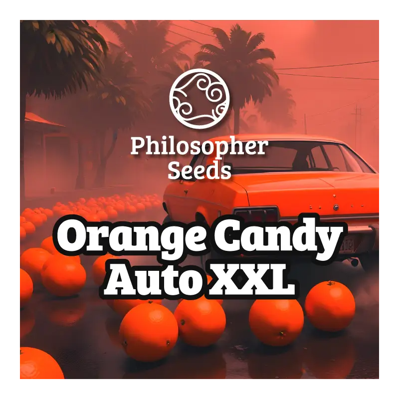 Orange Candy Auto XXL - Philosopher Seeds