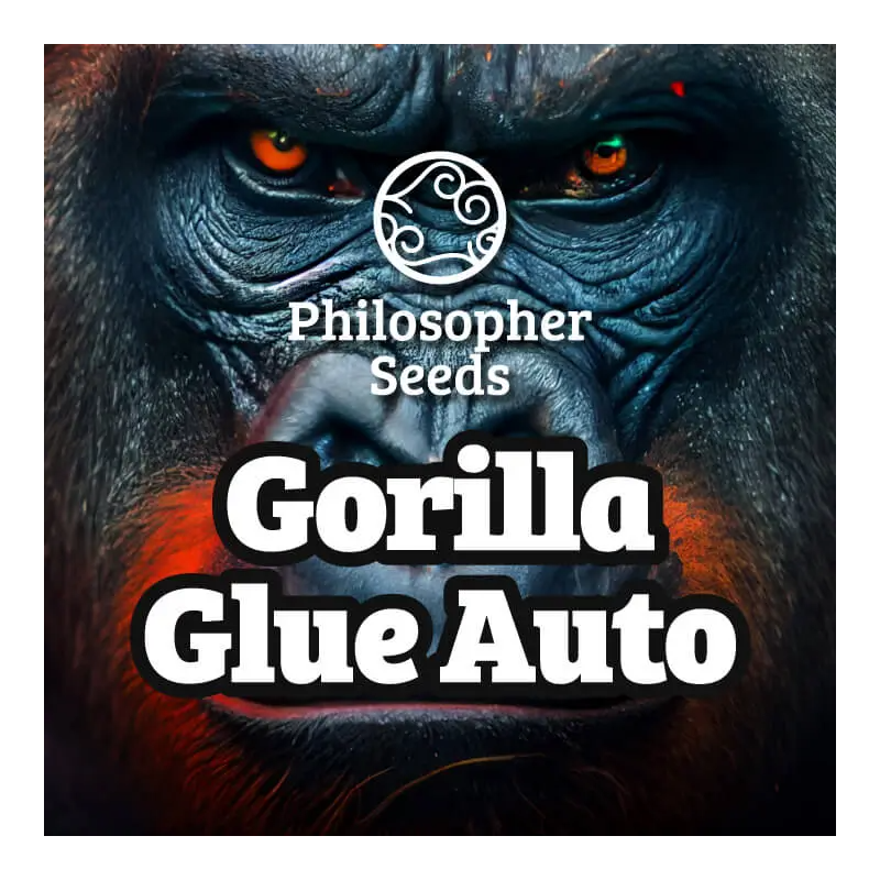 GG#4 -  AUTO - Philosopher Seeds