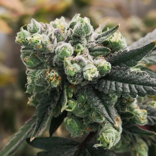 Gorilla Punch -  AUTO - Philosopher Seeds