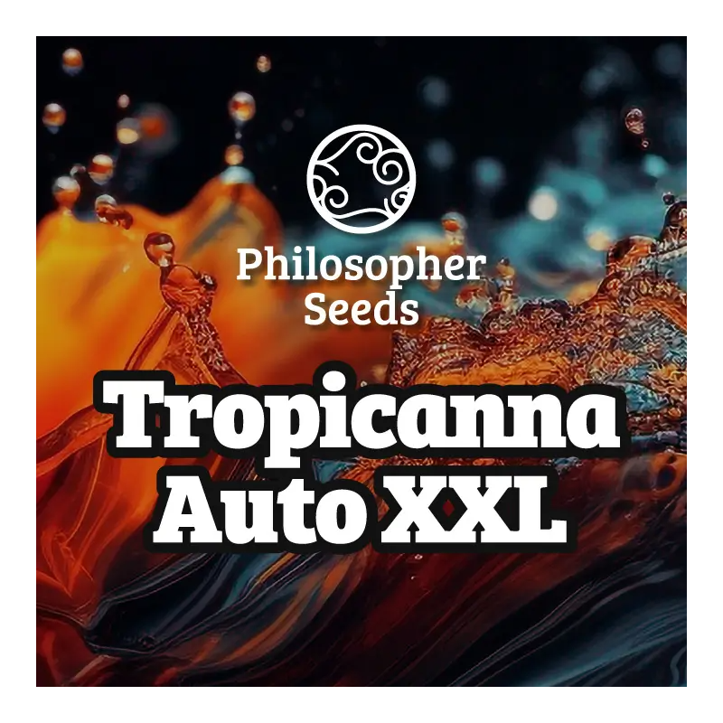 Tropicanna Auto XXL - Philosopher Seeds