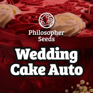 Wedding Cake Auto - Philosopher Seeds